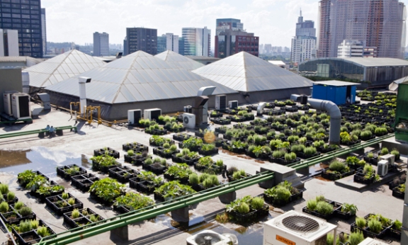 Vista da horta cultivada no telhado de shopping da Capital Foto: André Bueno